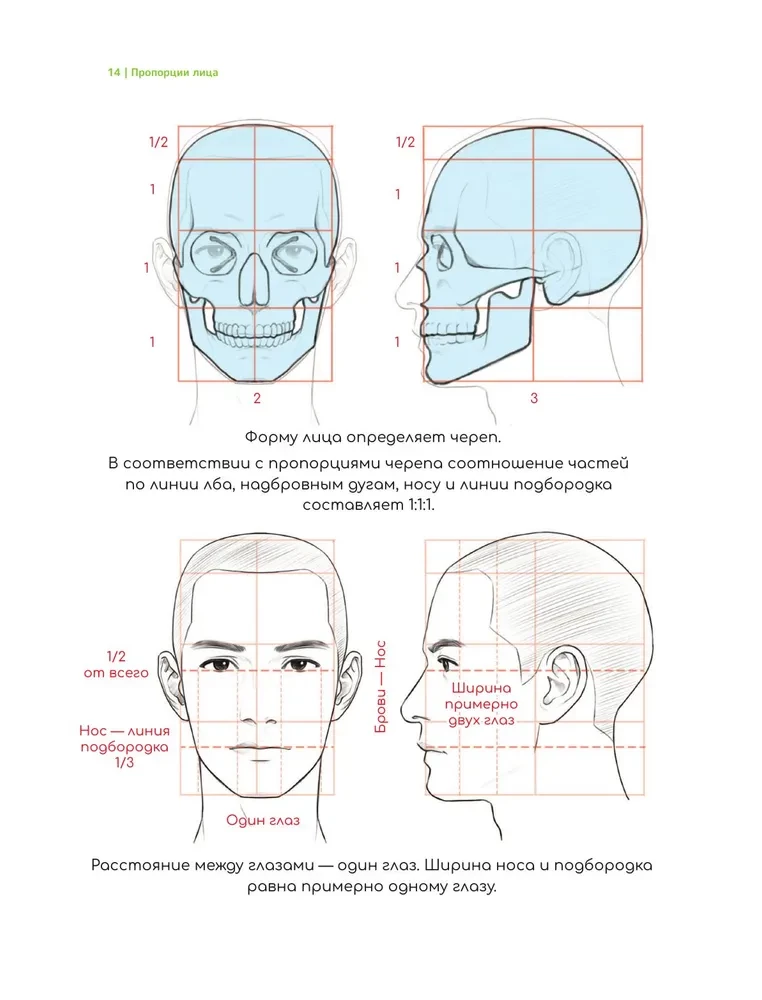 Webtoon zeichnen. Ein einfacher Weg, die Anatomie zu lernen