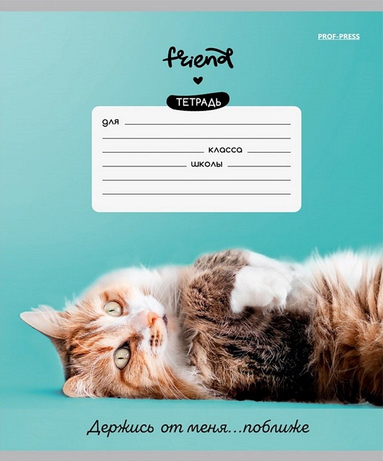 Notatnik A5 - Koty i frazy, 12 stron, linia ukośna, w asortymencie