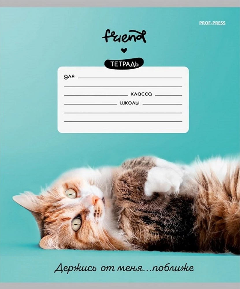 Тетрадь A5 - Котики и фразы, 12 листов, косая линия, в ассортименте