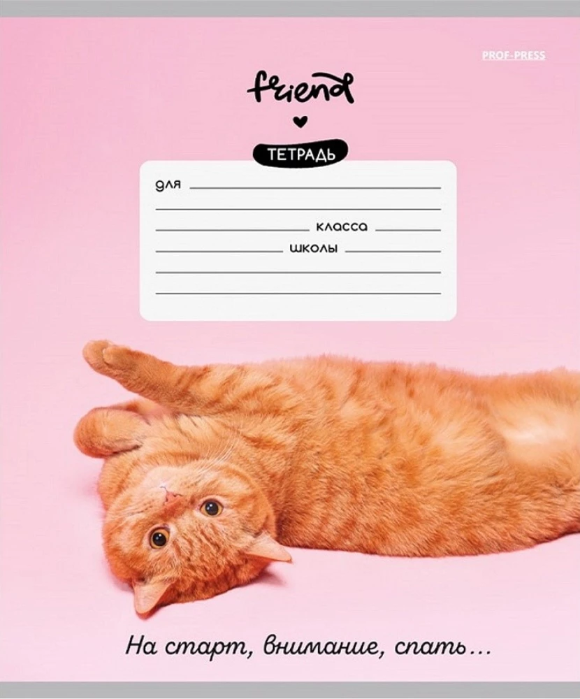 Тетрадь A5 - Котики и фразы, 12 листов, косая линия, в ассортименте