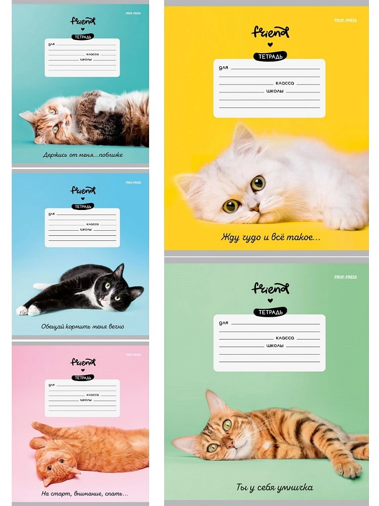 Тетрадь A5 - Котики и фразы, 12 листов, косая линия, в ассортименте