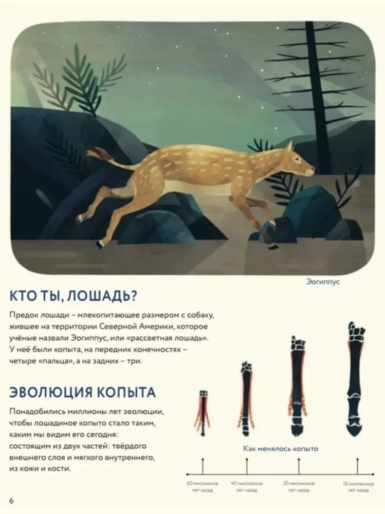 Žirgai. Laukiniai ir prijaukinti