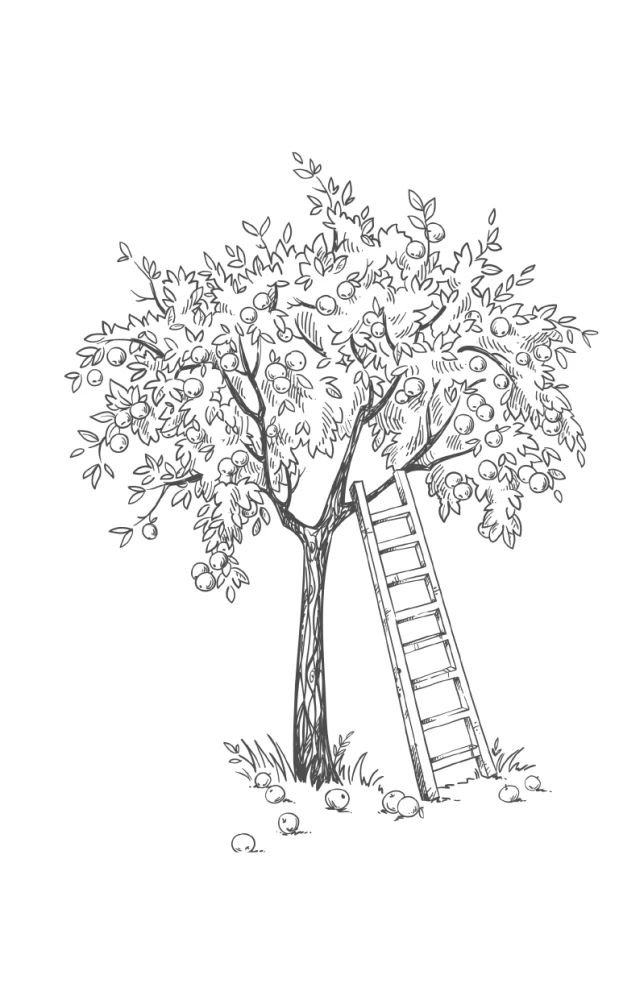 Apple tree, cherry, plum and other fruit trees. Fruitful season