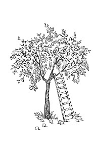 Apple tree, cherry, plum and other fruit trees. Fruitful season