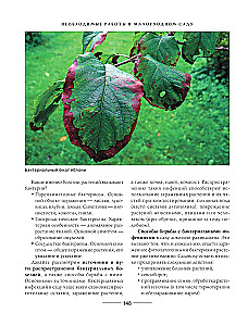 Secrets of a low-maintenance garden. How to create a design for a plot with unpretentious decorative plants