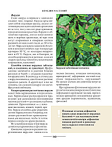 Secrets of a low-maintenance garden. How to create a design for a plot with unpretentious decorative plants