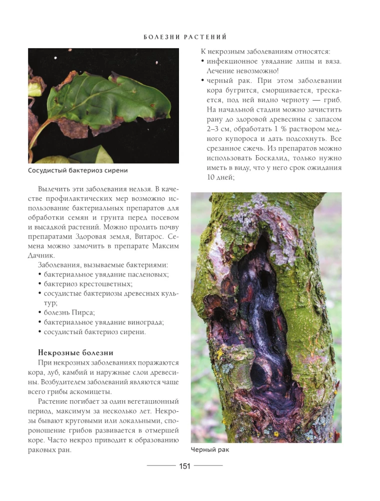 Secrets of a low-maintenance garden. How to create a design for a plot with unpretentious decorative plants