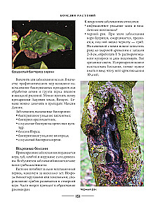 Secrets of a low-maintenance garden. How to create a design for a plot with unpretentious decorative plants