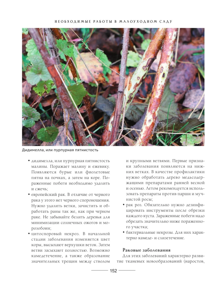 Secrets of a low-maintenance garden. How to create a design for a plot with unpretentious decorative plants