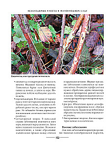 Secrets of a low-maintenance garden. How to create a design for a plot with unpretentious decorative plants