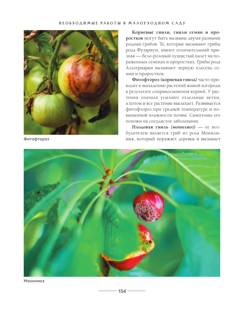 Secrets of a low-maintenance garden. How to create a design for a plot with unpretentious decorative plants