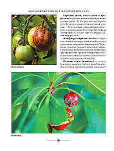 Secrets of a low-maintenance garden. How to create a design for a plot with unpretentious decorative plants