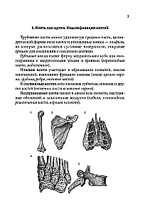 Anatomy Cheat Sheet