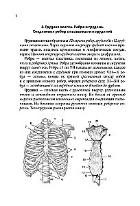 Anatomy Cheat Sheet