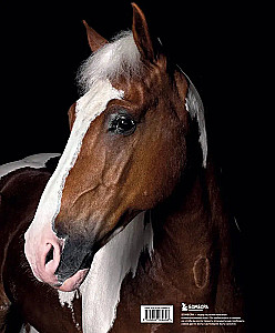 Horses. Portraits Inspired by Rembrandt. Exclusive Photo Album