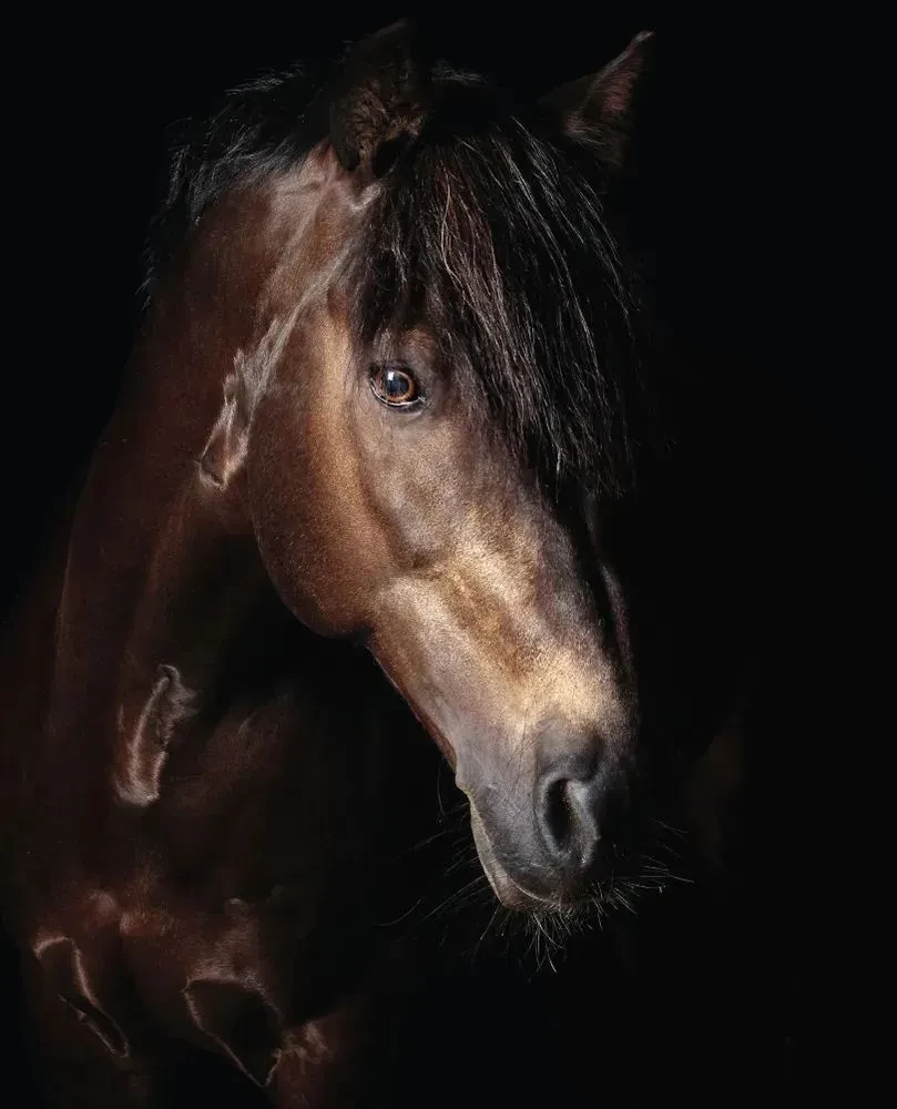 Horses. Portraits Inspired by Rembrandt. Exclusive Photo Album