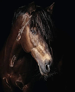 Horses. Portraits Inspired by Rembrandt. Exclusive Photo Album