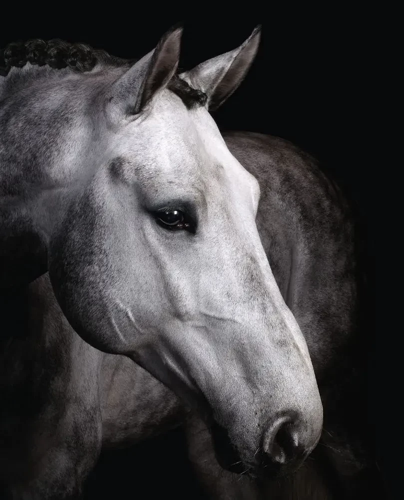 Horses. Portraits Inspired by Rembrandt. Exclusive Photo Album