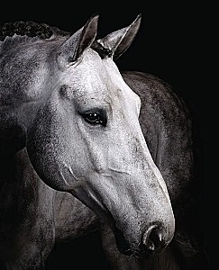 Horses. Portraits Inspired by Rembrandt. Exclusive Photo Album