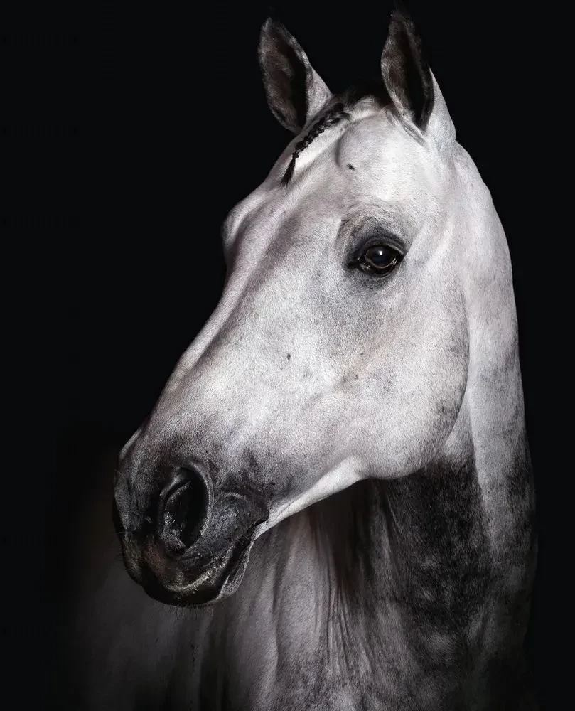 Horses. Portraits Inspired by Rembrandt. Exclusive Photo Album