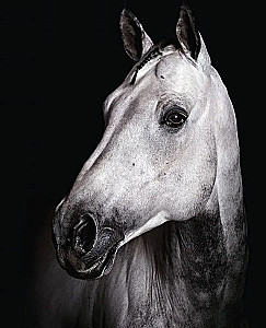 Horses. Portraits Inspired by Rembrandt. Exclusive Photo Album