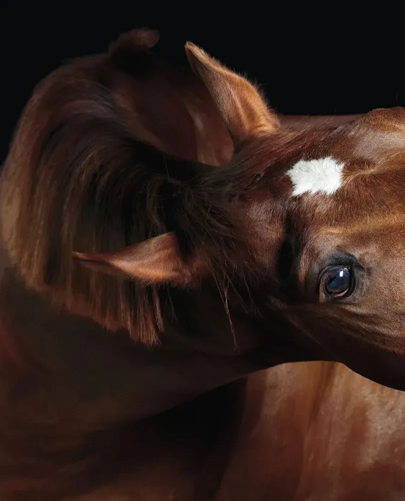 Horses. Portraits Inspired by Rembrandt. Exclusive Photo Album