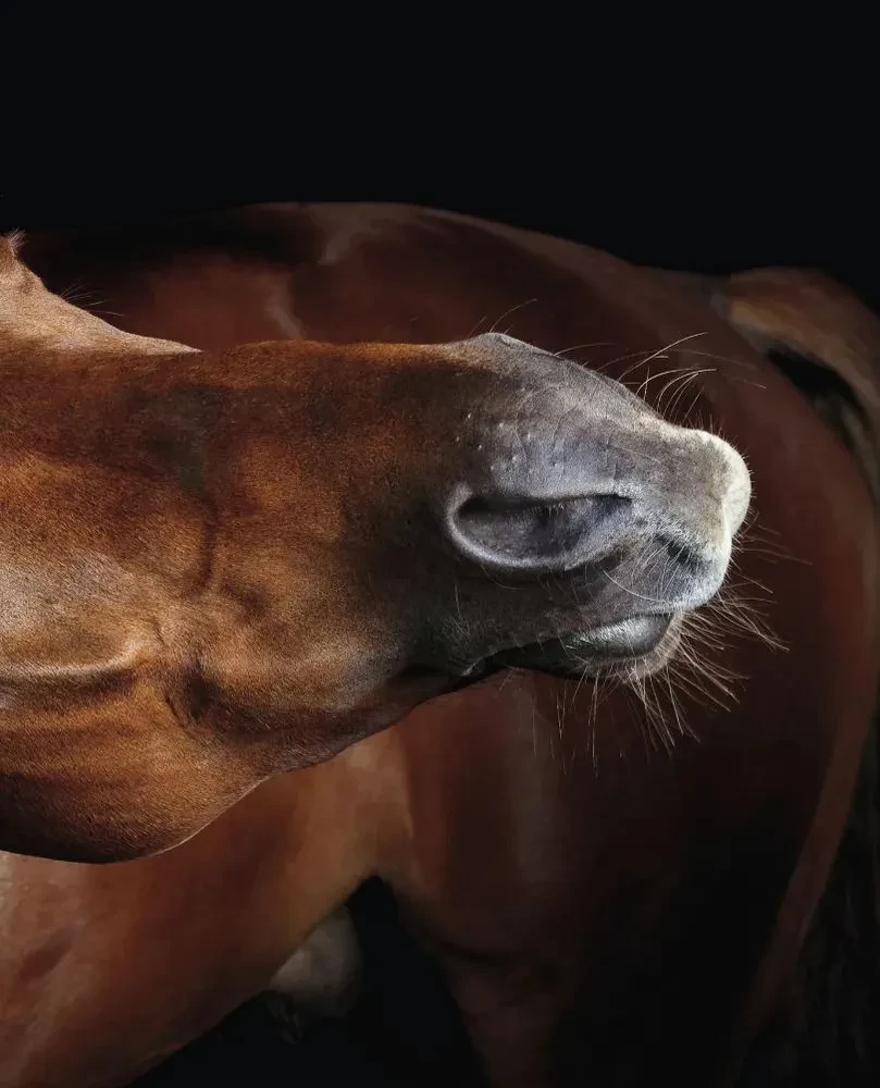 Horses. Portraits Inspired by Rembrandt. Exclusive Photo Album