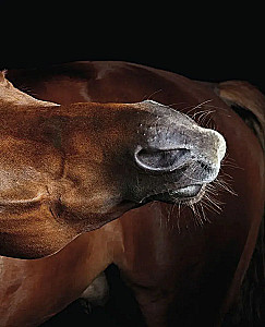 Horses. Portraits Inspired by Rembrandt. Exclusive Photo Album