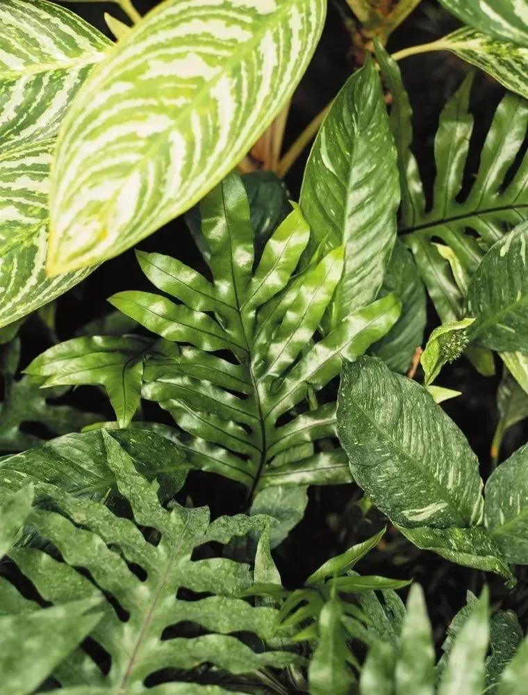 Sekrety pokojowych dżungli. O czym milczą rośliny i jak zrozumieć, czego naprawdę potrzebują