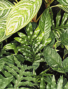 Sekrety pokojowych dżungli. O czym milczą rośliny i jak zrozumieć, czego naprawdę potrzebują