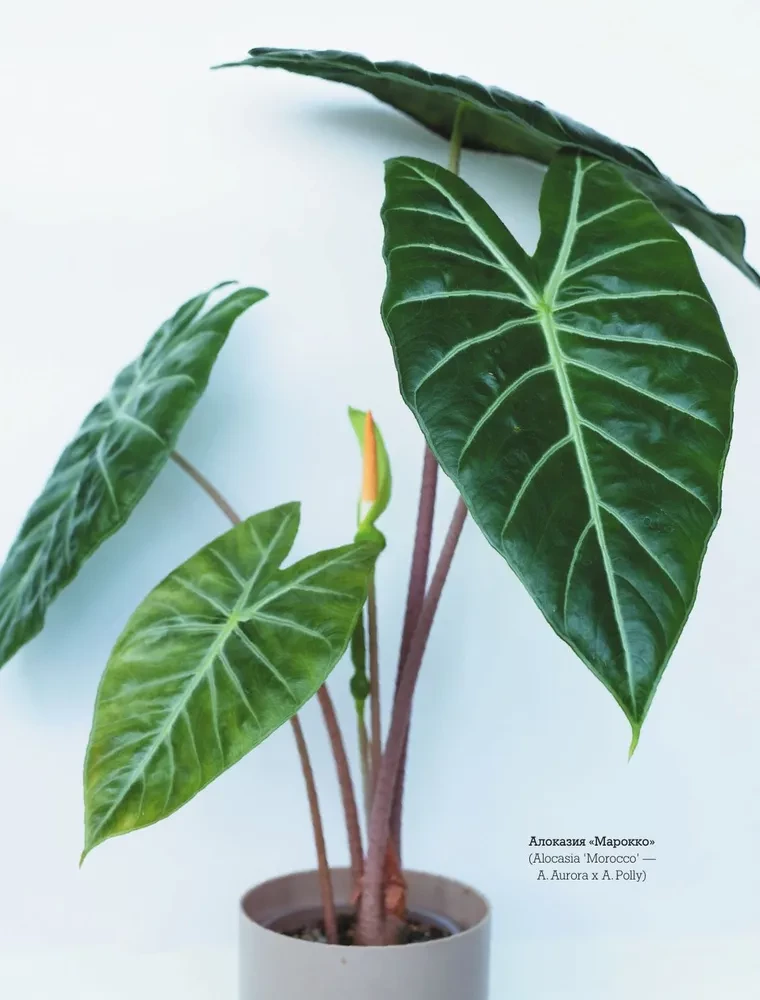 Sekrety pokojowych dżungli. O czym milczą rośliny i jak zrozumieć, czego naprawdę potrzebują