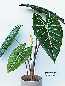 Sekrety pokojowych dżungli. O czym milczą rośliny i jak zrozumieć, czego naprawdę potrzebują