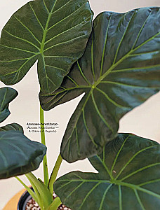 Sekrety pokojowych dżungli. O czym milczą rośliny i jak zrozumieć, czego naprawdę potrzebują