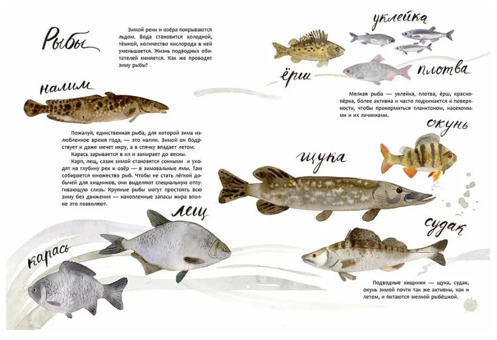 Здравствуй, зима!