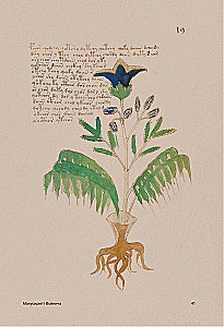 Der Voynich-Manuskript