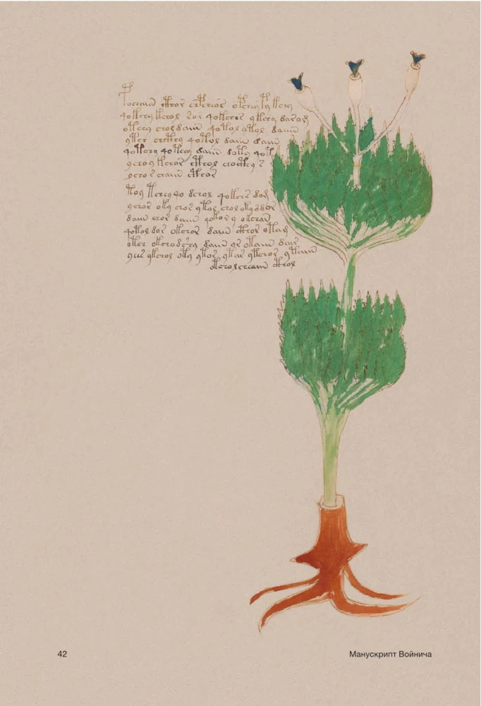 Der Voynich-Manuskript