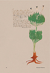 Der Voynich-Manuskript