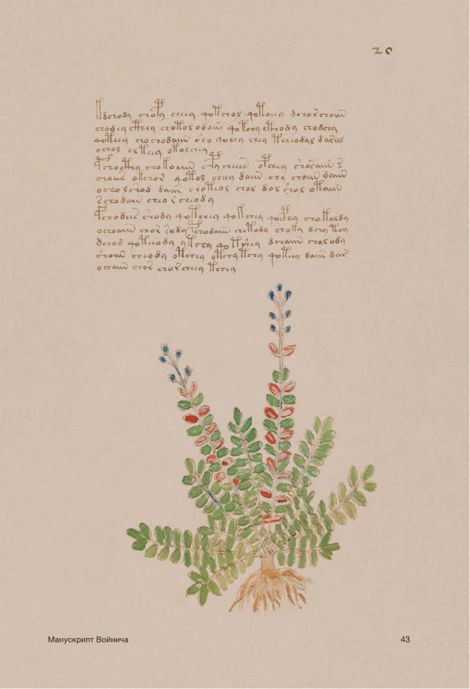 Der Voynich-Manuskript