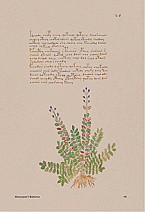 Der Voynich-Manuskript