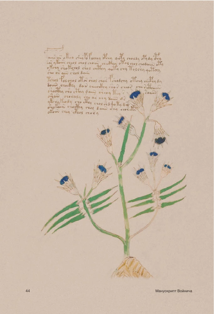 Der Voynich-Manuskript