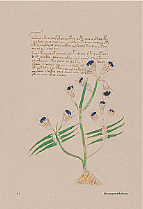 Der Voynich-Manuskript