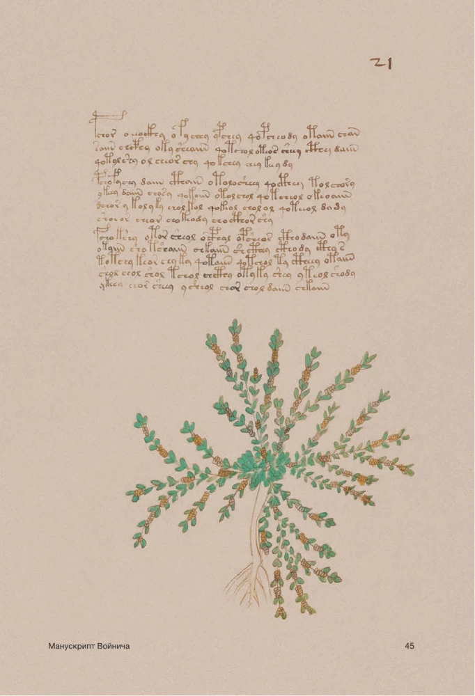 Der Voynich-Manuskript