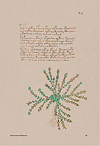 Der Voynich-Manuskript