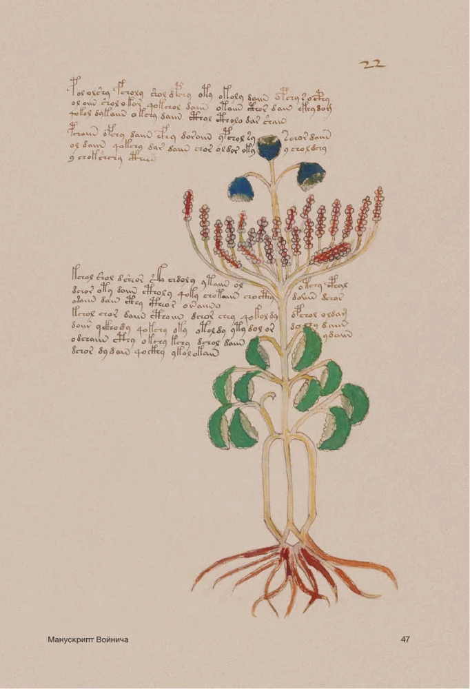 Der Voynich-Manuskript