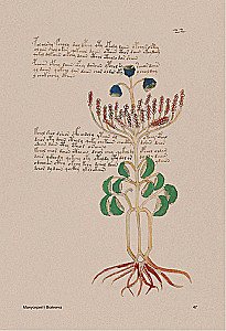 Der Voynich-Manuskript