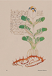 Der Voynich-Manuskript