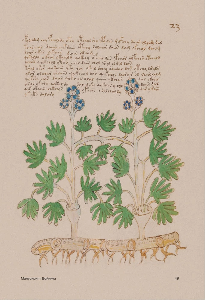 Der Voynich-Manuskript