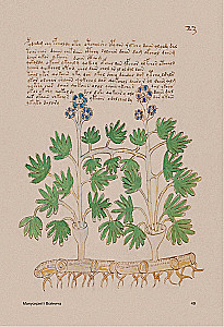 Der Voynich-Manuskript