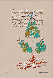 Der Voynich-Manuskript