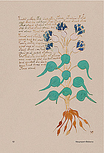 Der Voynich-Manuskript